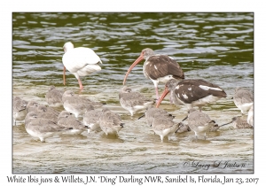 White Ibis & Willets