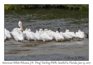 American White Pelicans