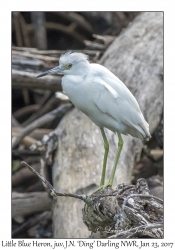 Little Blue Heron