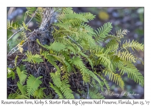 Resurrection Fern