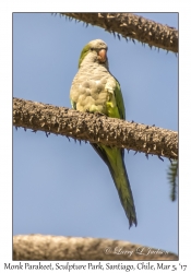 Monk Parakeet