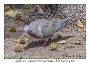 Eared Dove