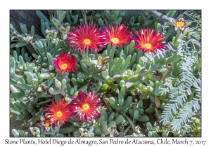 Stone Plant flowers