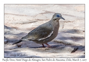 Pacific Dove