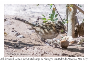 Ash-breasted Sierra-Finch