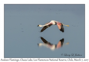 Andean Flamingo