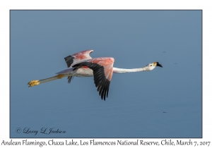 Andean Flamingo