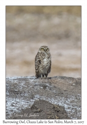 Burrowing Owl