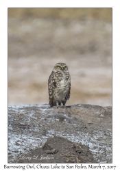 Burrowing Owl