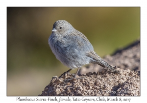 Plumbeous Sierra-Finch