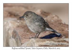 Rufous-webbed Tyrant