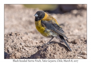 Black-hooded Sierra-Finch