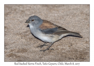 Red-backed Sierra-Finch