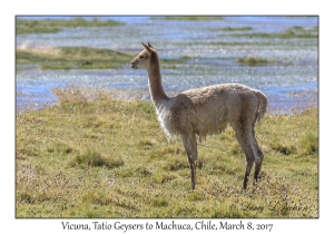 Vicuna