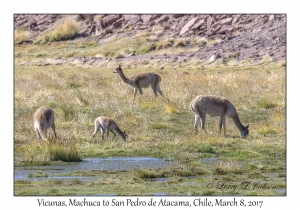 Vicunas