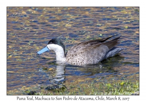 Puna Teal