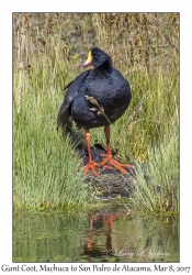 Giant Coot