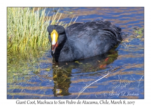 Giant Coot