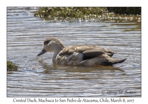 Crested Duck