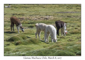 Llamas