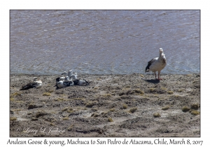 Andean Goose & young