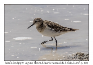 Baird's Sandpiper