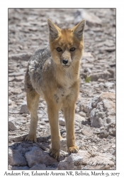 Andean Fox