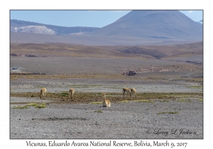 Vicunas