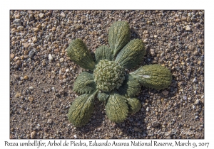 Pozoa umbellifer