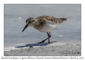 Baird's Sandpiper