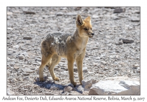 Andean Fox