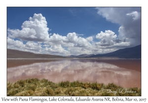 View & Puna (James') Flamingos