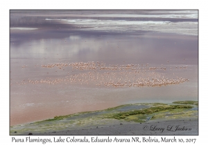 Puna (James') Flamingos