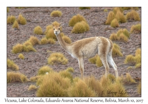 Vicuna