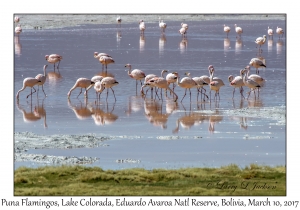 Puna (James') Flamingos