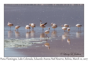 Puna (James') Flamingos