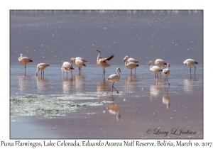 Puna (James') Flamingos