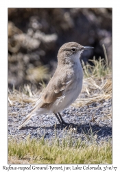 Rufous-naped Ground-Tyrant