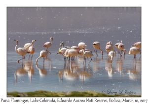 Puna (James') Flamingos