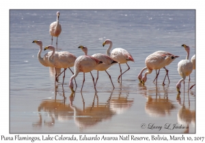 Puna (James') Flamingos