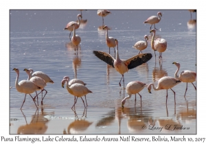 Puna (James') Flamingos