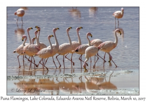 Puna (James') Flamingos