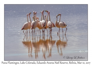 Puna (James') Flamingos