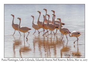 Puna (James') Flamingos