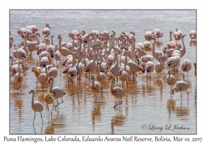 Puna (James') Flamingos