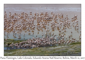 Puna (James') Flamingos