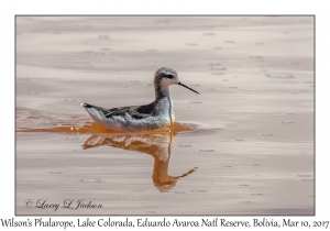 Wilson's Phalarope