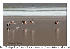 Puna (James') Flamingos