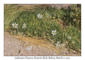 Unknown Flowers