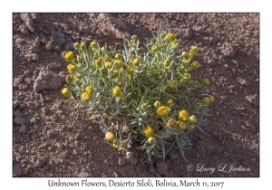 Unknown Flowers